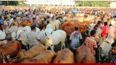 মনোহরগঞ্জে ১৭ অস্থায়ী পশুর হাট অনুমোদন