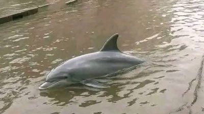প্রবল বৃষ্টির কারণে সিলেটের শহরে দেখা মিললো ডলফিন