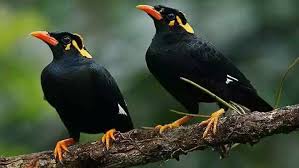 ময়না পাখি