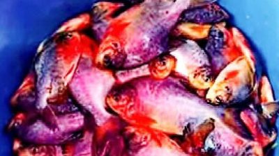 নিষিদ্ধ পিরাহনা মাছ বিক্রির দায়ে জরিমান