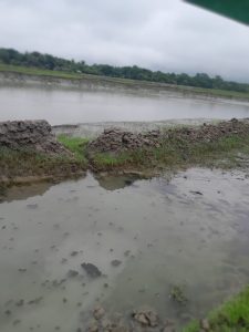 তালার বালিয়ায় মাছের ঘের লুটপাট ,দখলের চেষ্টা