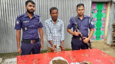 গোবিন্দগঞ্জে যৌথ বাহিনীর অভিযানে গাঁজাসহ এক মাদক কারবারি আটক