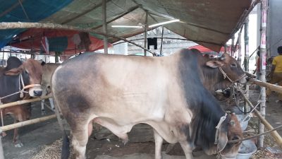 উত্তরা কামারপারা বিশ্ব ইজতেমার পশ্চিম পাশে গরু ছাগল এক বিশাল হাট