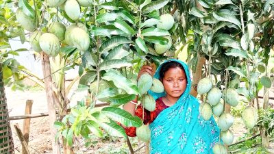 পাঁচবিবিতে বাড়ির উঠানে ফল ও সবজি চাষ