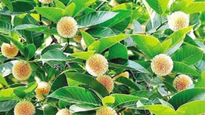 ডুমুরিয়ায় হারিয়ে যেতে বসেছে বর্ষার দুত কদম ফুল