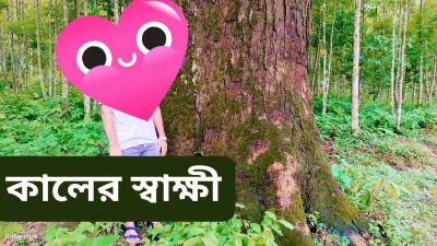 লামা বনবিভাগের আওতাধীন বমু সংরক্ষিত বনাঞ্চলের মূল্যবান গর্জন গাছগুলো বিলুপ্তির পথে