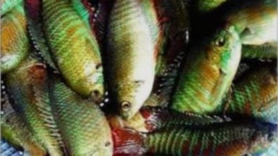 ডুমুরিয়ায় বিলুপ্তির পথে খলশে মাছ