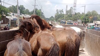 মধুপুরে ঘোড়া জবাই, পুলিশী অভিযানে ৭টি ঘোড়া উদ্ধার - আটক ১